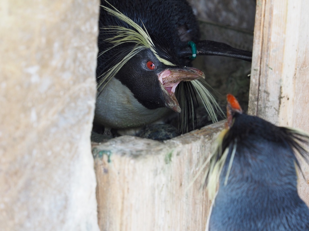 トビペンギン ヤマドラン 妖精の贈り物 ツルプルン メガソニック