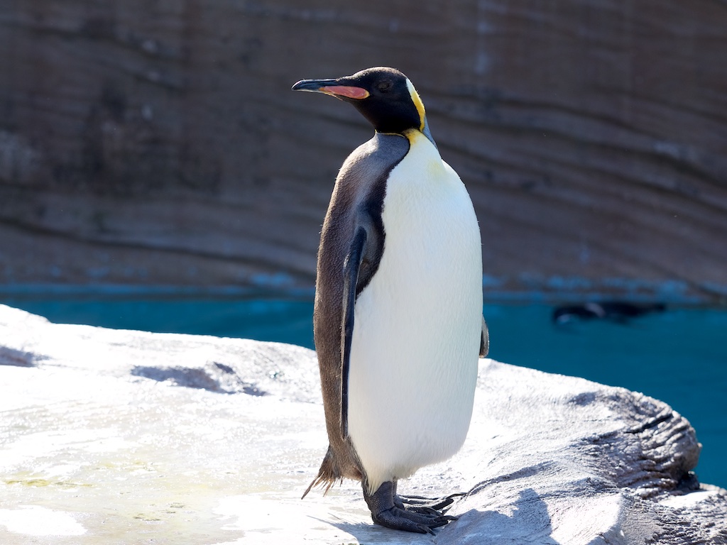 ペンギン 東山動植物園】2019年最後の開園日 | ぺんぎんぽたぽた
